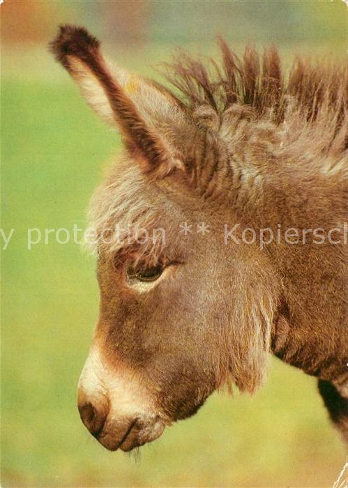 Esel Tiere Hirschfeld Tierpark