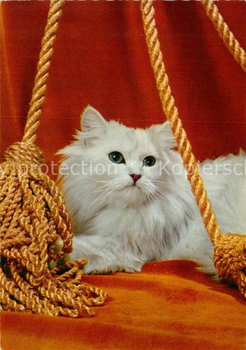 Katzen