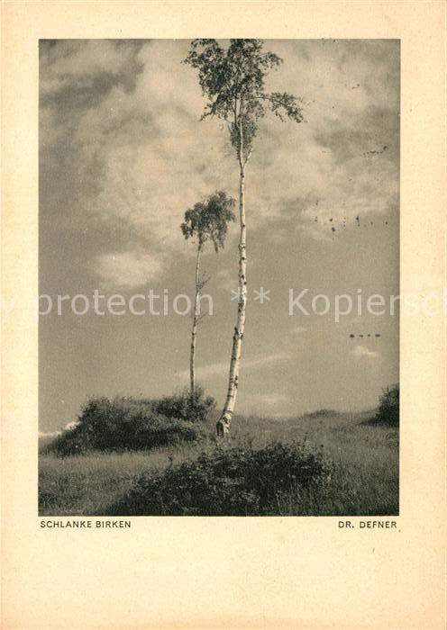 Baeume Trees Schlanke Birken Foto-Dr.-Defner
