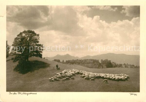 Foto Popp Nr. In der Mittagssonne Schafe