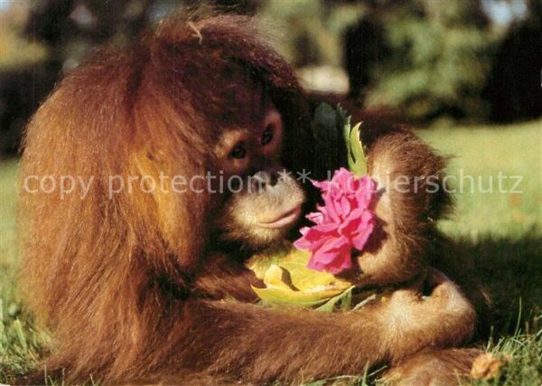Affen Orang-Utan Zoo Dresden