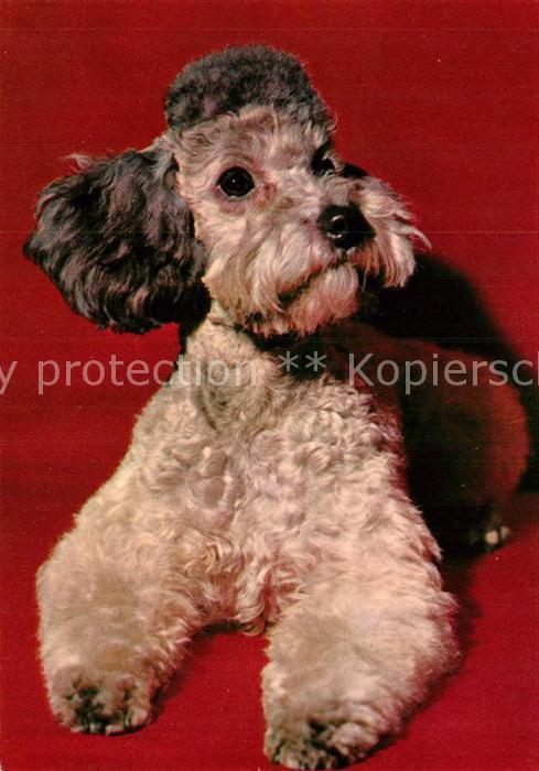 Hunde