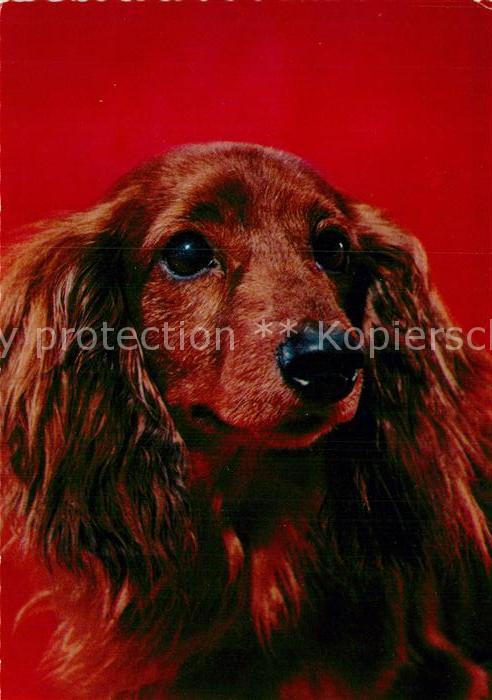 Dackel Dachshund Teckel Hunde dogs Chien