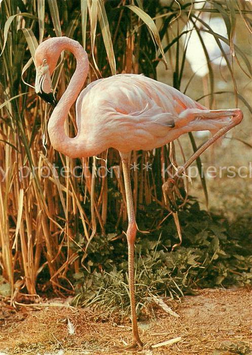 Flamingo Zoo Dresden