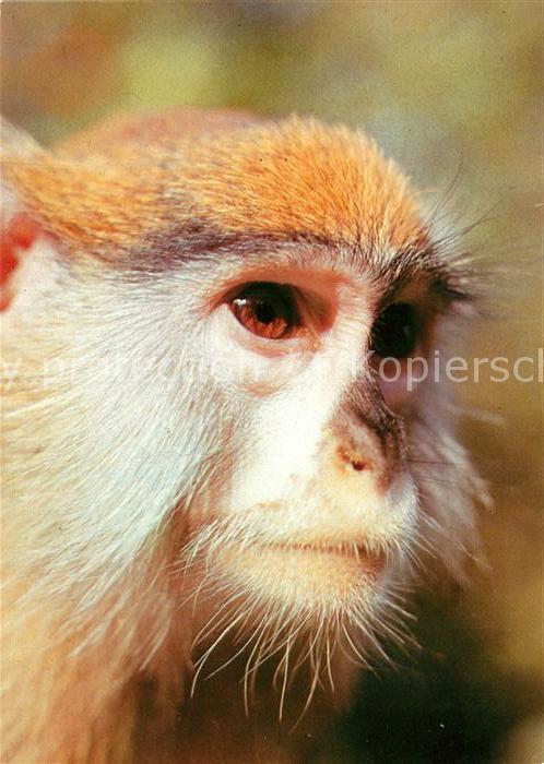 Affen Husarenaffe Zoo Magdeburg