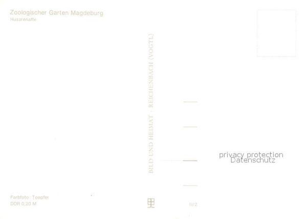 Affen Husarenaffe Zoo Magdeburg – Bild 2