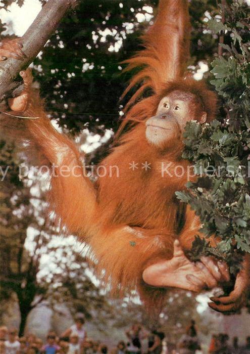Affen Junger Sumatra-Orang-Utan Zoo Dresden