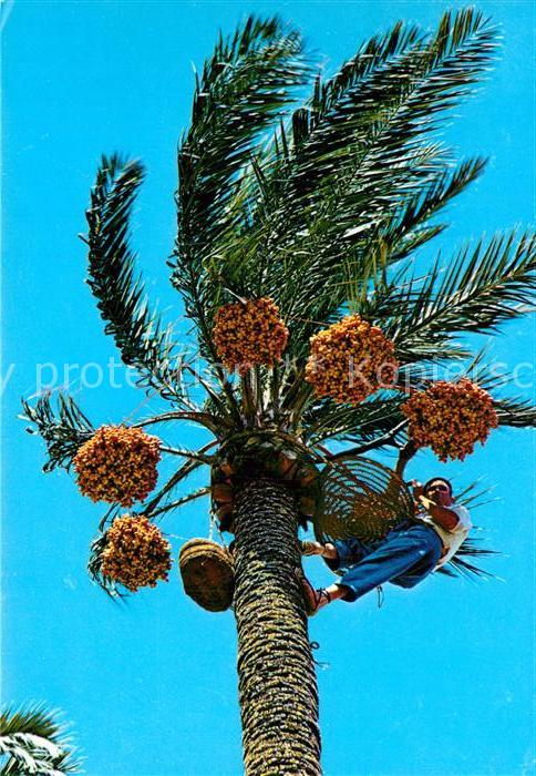 Elche Recogida del fruto