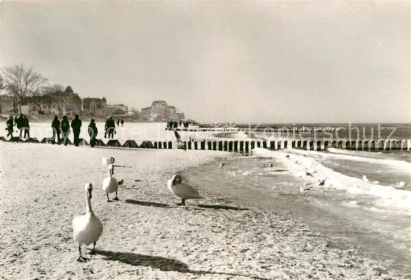 Kuehlungsborn Ostseebad Schwan Strand