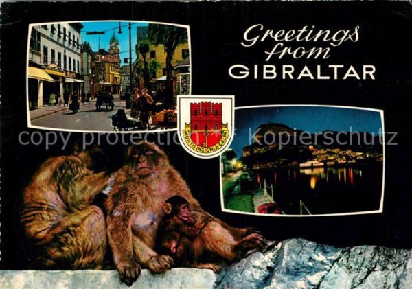 Gibraltar Affen Strassenansicht