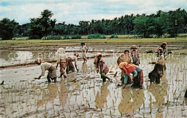 Malaya Malaysia Planting Rice