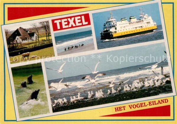 Texel Vogel Eiland Strand Fahrgastschiff Möwe