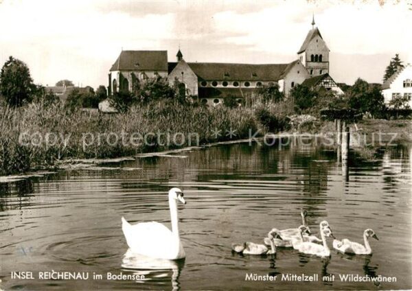 Mittelzell Münster Wildschwäne