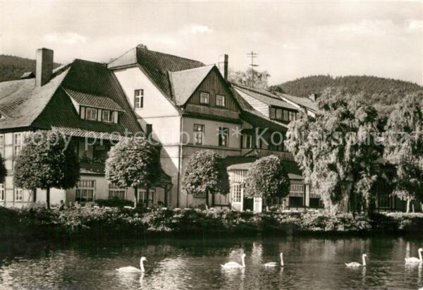 Ilsenburg Harz Partie am Forellenteich Schwäne