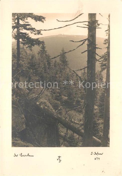 Brocken Harz Waldpartie
