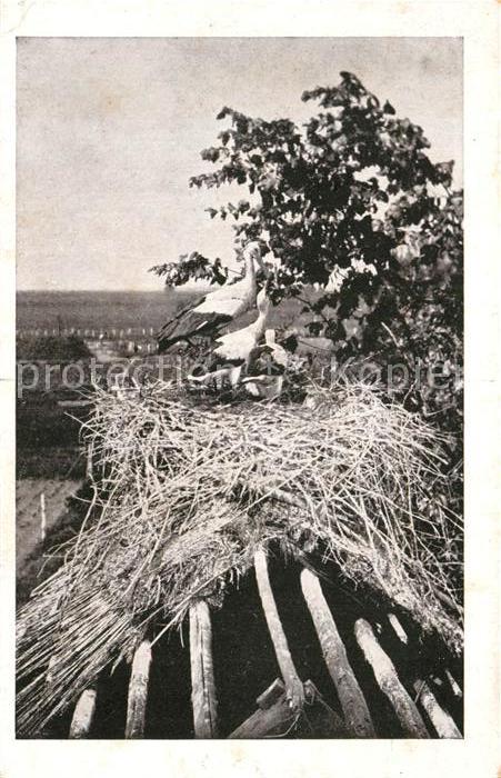 Storch Front Russland