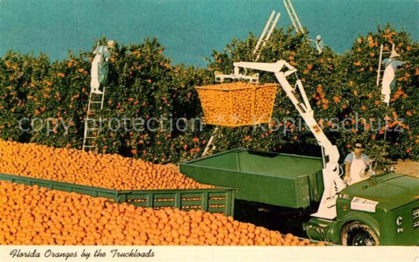Orangen Oranges Truckloads Florida