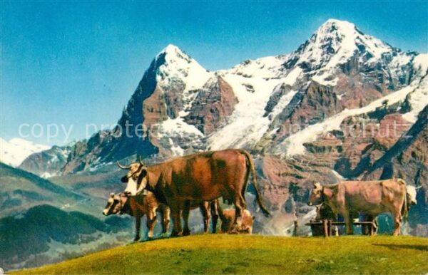 Kuehe Berner Oberland Eiger Mönch