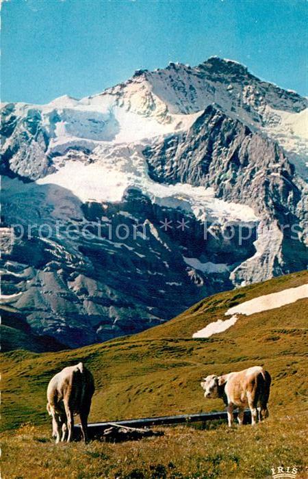 Kuehe Jungfrau