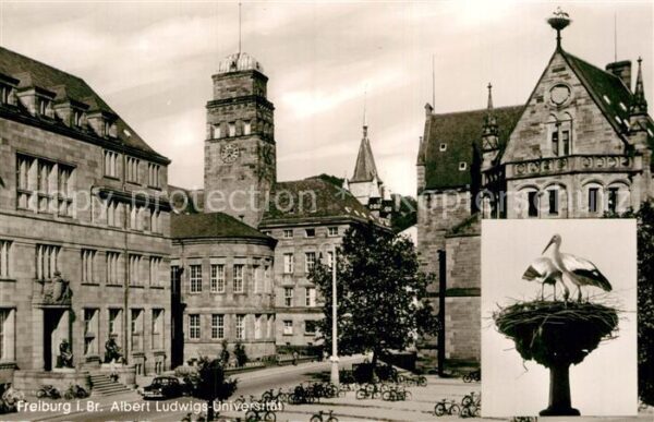 Storch Freiburg im Breisgau Albert-Ludwigs-Uni