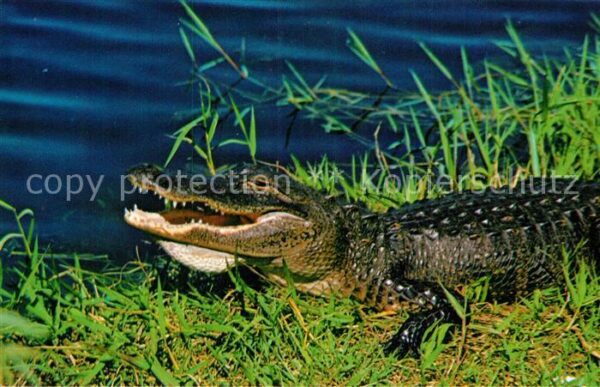 Krokodile Florida Alligator Everglades