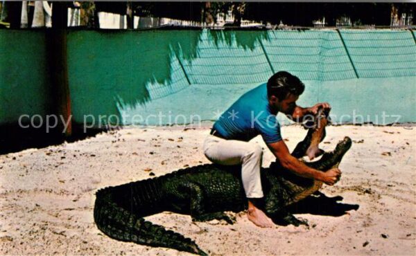 Krokodile Alligator Wrestling Florida