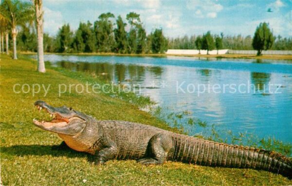 Krokodile Florida Alligator
