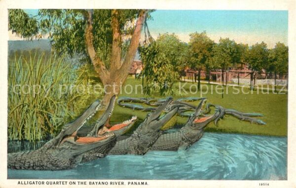 Krokodile Alligator Qaurtet Bayano River Panama