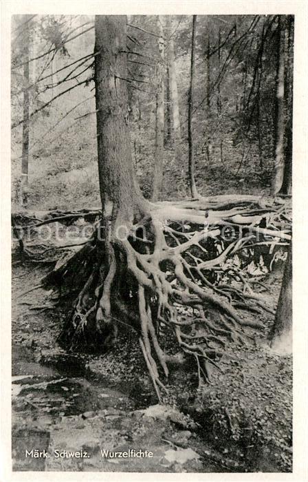 Baeume Trees Märkische Schweiz Wurzelfichte