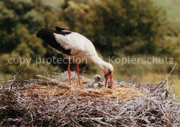 Storch Linum Weissstorch