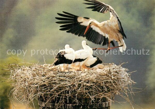 Storch Linum Weissstörche
