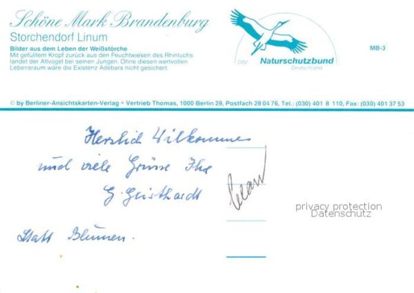 Storch Linum Weissstörche – Bild 2