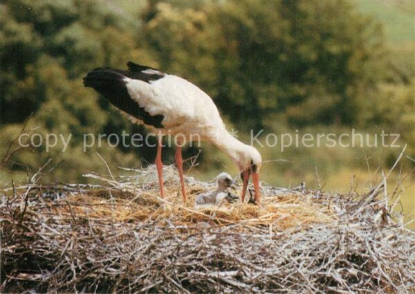 Storch Linum Weissstorch