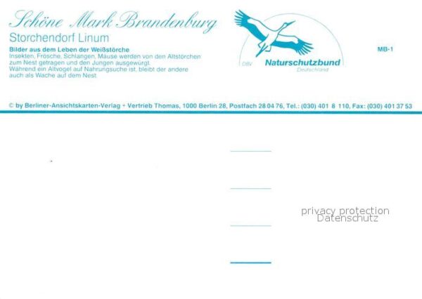 Storch Linum Weissstorch – Bild 2