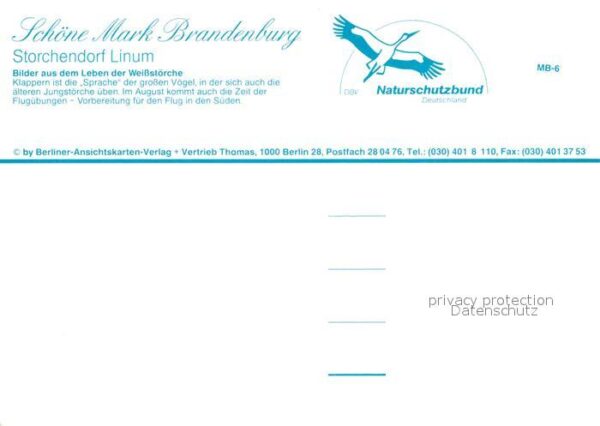Storch Linum Weissstörche – Bild 2