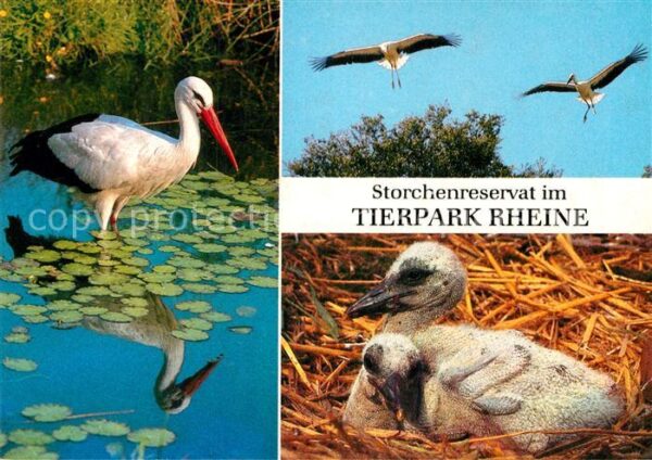 Storch Storchenreservat Tierpark Rheine