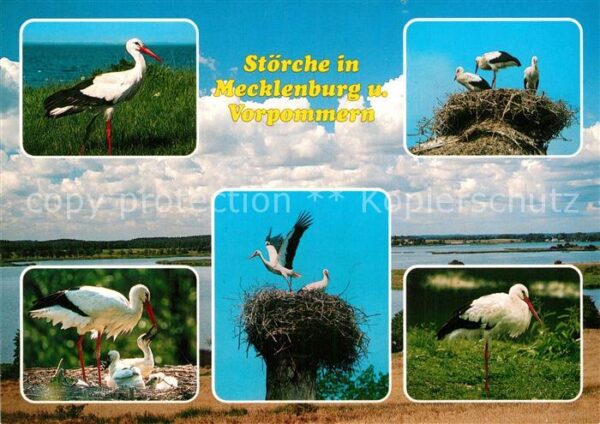 Storch Mecklenburg Vorpommern