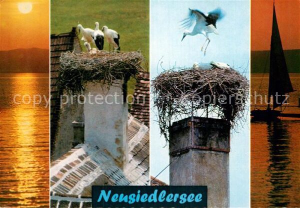 Storch Neusiedlersee Burgenland