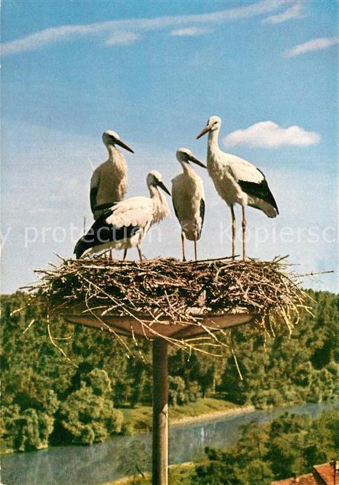 Storch Junge Weiss-Störche