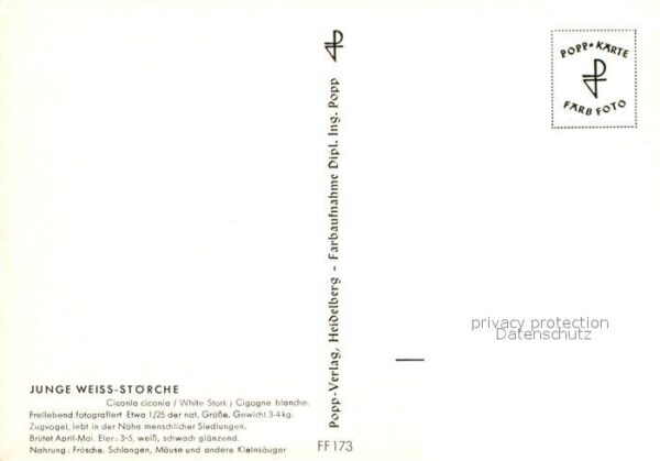 Storch Junge Weiss-Störche – Bild 2