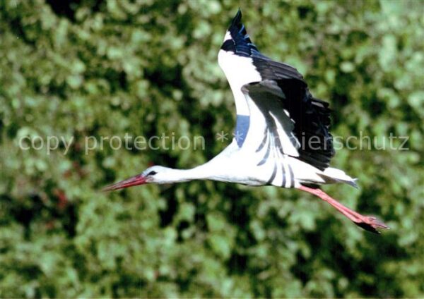 Storch Futtersuche