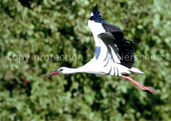 Storch Futtersuche