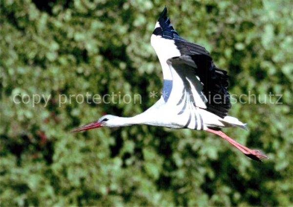 Storch Futtersuche