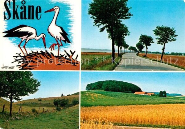Storch Skane