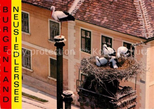 Storch Storchenhorst Burgenland Neusiedlersee