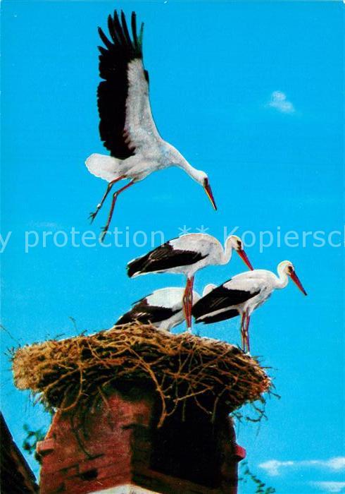 Storch Storchenhorst Neusiedlersee Burgenland