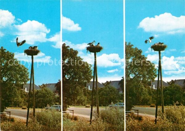 Storch Storke i Rudbol