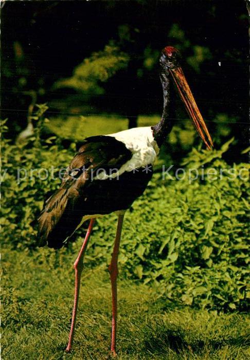 Storch Riesenstorch