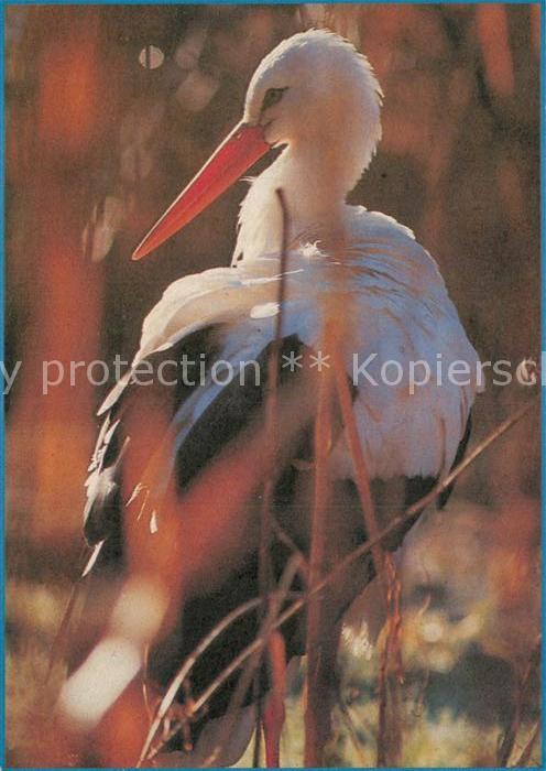 Storch Naturschutzbund Deutschland