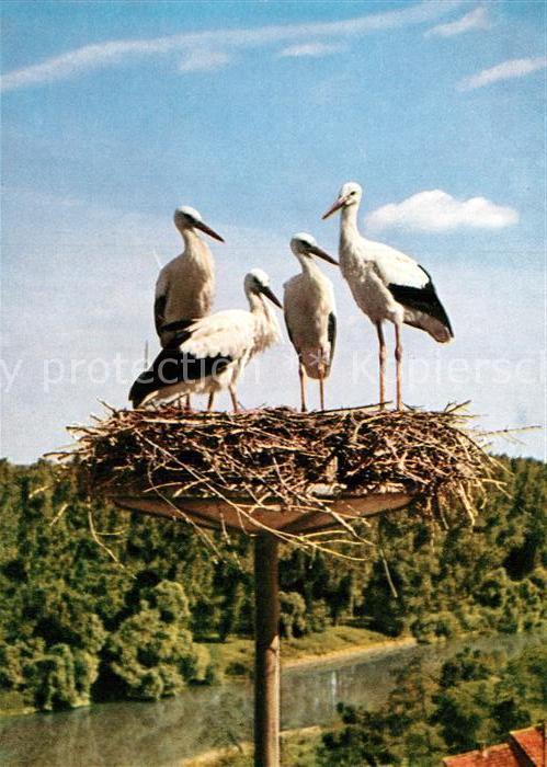 Storch Junge Weissstörche